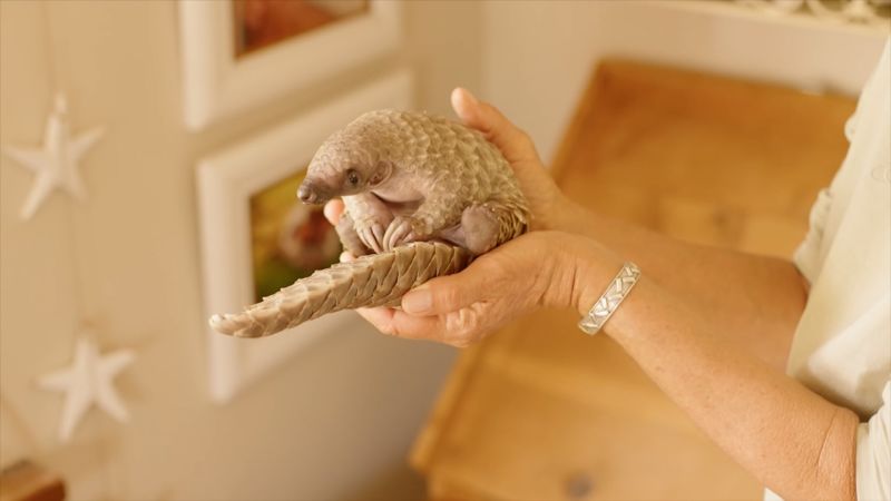 Landmark Ruling in Zimbabwe Strengthens Protection for Pangolins