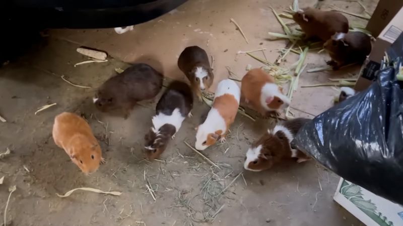 Rescue Operation Saves Over 400 Guinea Pigs in Los Angeles