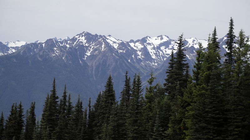 Child Bitten by Mountain Lion at Olympic National Park Raises Concerns
