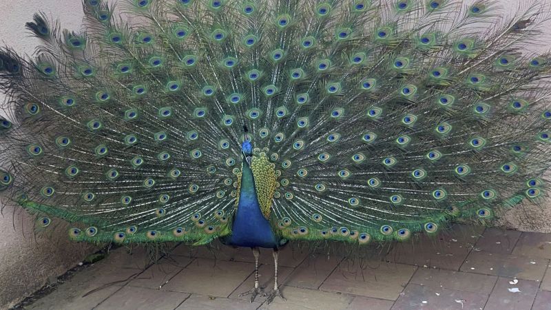 Mysterious Disappearance of Exotic Birds from Sacramento Delta Hotel