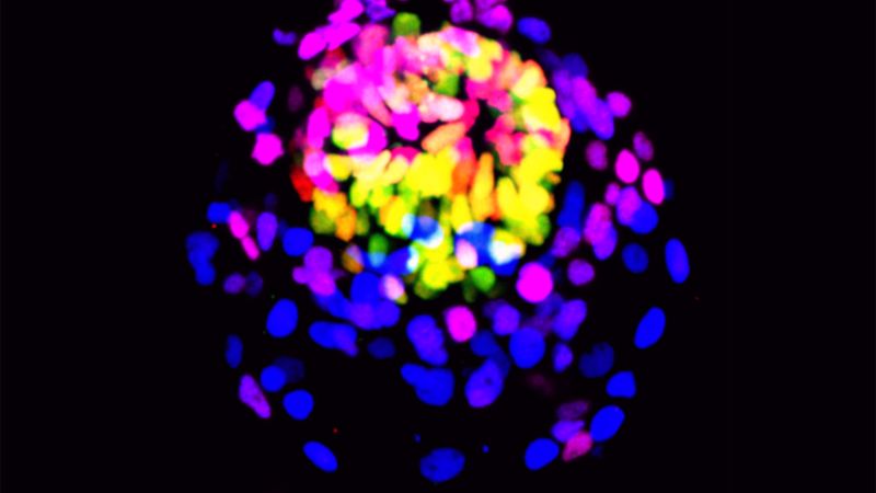Exploring the Potential of Stem Cells in Life Generation