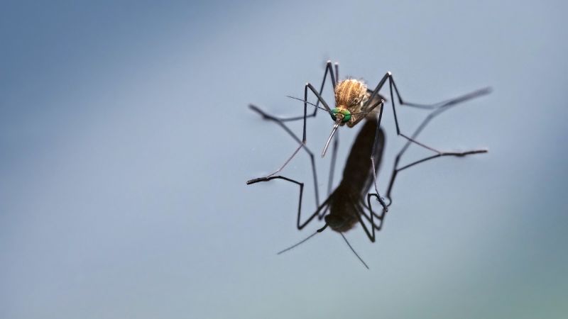 How to Reduce Mosquito Attraction: Expert Tips