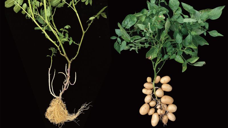 Origins of Modern Potatoes: A Genetic Discovery