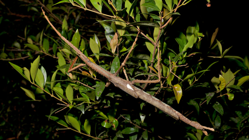 Newly Discovered Giant Stick Insect in Australian Rainforest