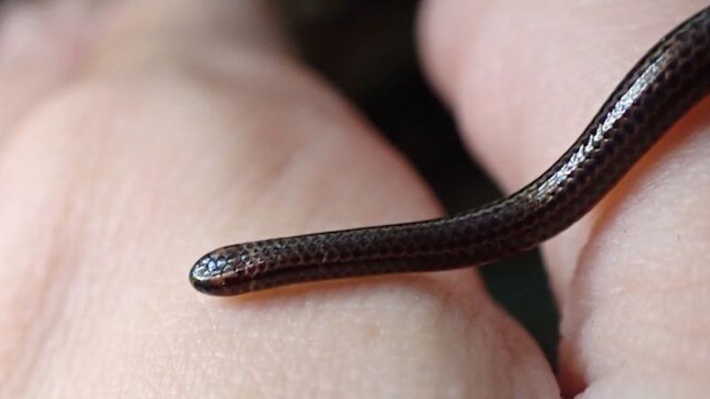 Rare Snake Species Rediscovered After Two Decades