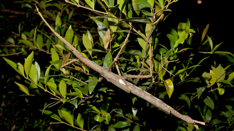 New Species of Giant Stick Insect Discovered in Australia