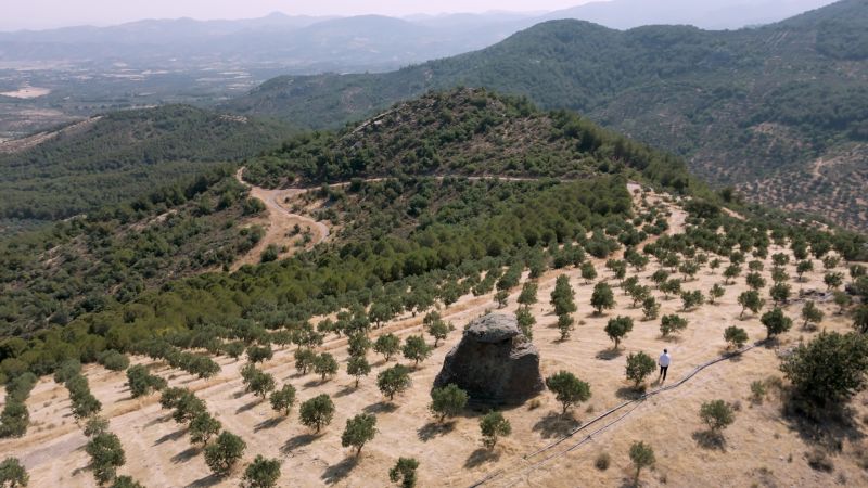 Turkey's Ancient Olive Trees and the Legacy of Immortal Olive Oil