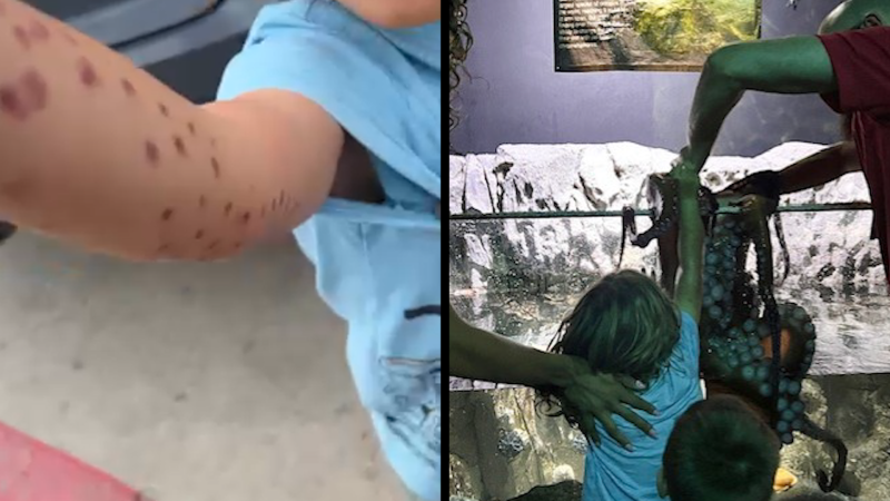 Aquarium Incident Raises Concerns About Animal Care