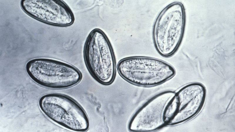 The Truth About Body Cleanses and Parasite Detoxes
