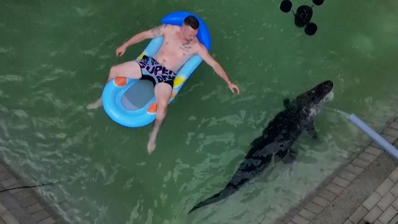 Man Swims with Family's Pet Alligator: Unconventional Companionship