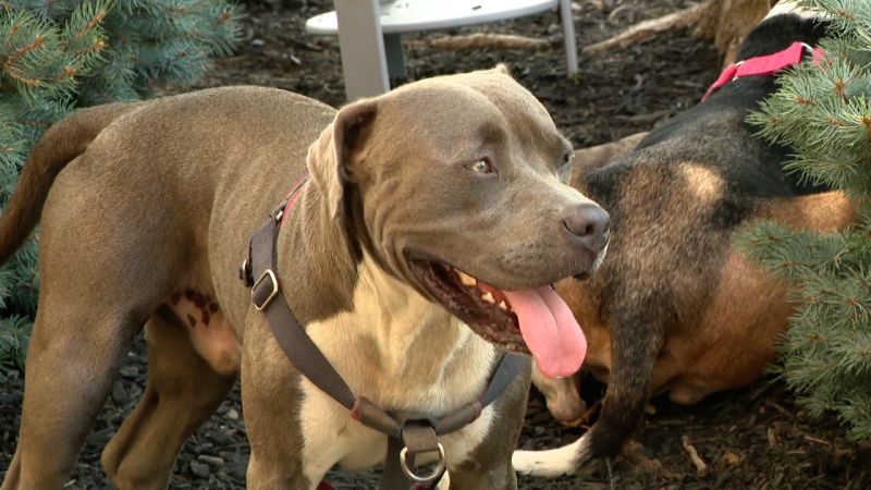 Heroic Pit Bull Dog Assists in Rescuing Incapacitated Owners