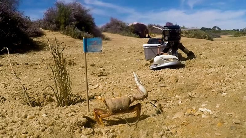 Robot vs Fiddler Crab: Understanding Courtship Behavior