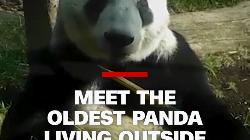 Oldest Panda Xin Xin Thrives in Mexico City Zoo