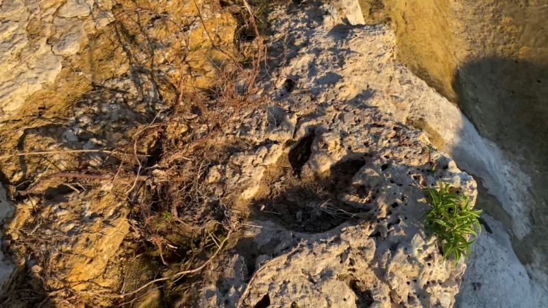 Ancient Dinosaur Tracks Unearthed in Texas After Recent Floods