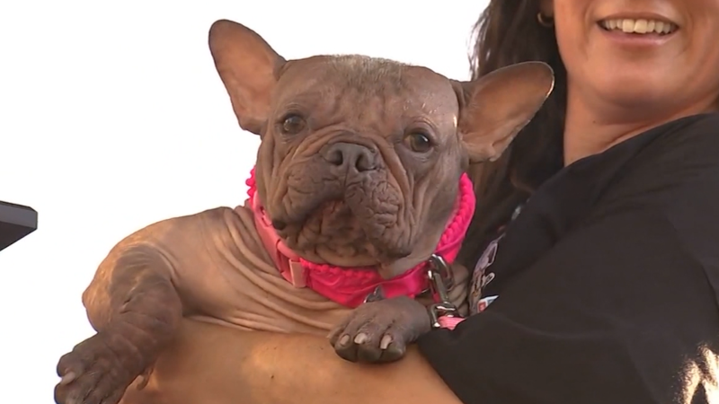 2025 World's Ugliest Dog Contest Winner: Zephyr the Chinese Crested