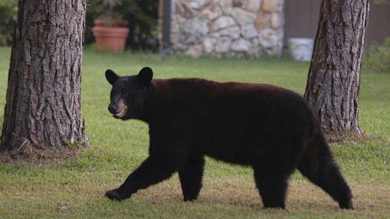 Florida Lifts Ban on Black Bear Hunting: A Controversial Policy Shift