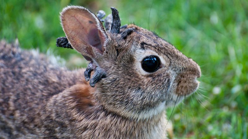 Unusual 'Horned' Rabbits in Colorado: Debunking Myths and Misconceptions