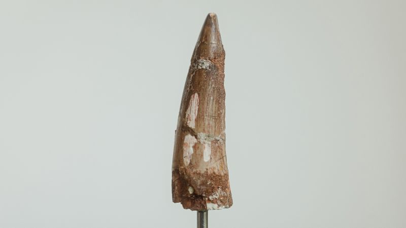 Uncovering the Truth Behind an Online Dinosaur Tooth Purchase