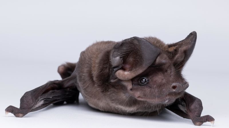 Mexico's Bat Conservation Efforts and the Importance of Protecting These Misunderstood Animals