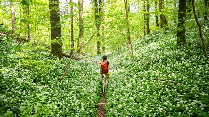 Hidden Dangers of Nature: Poison Ivy and Bee Stings