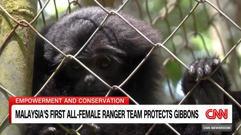 Malaysia's First All-Female Ranger Team Protecting Gibbons