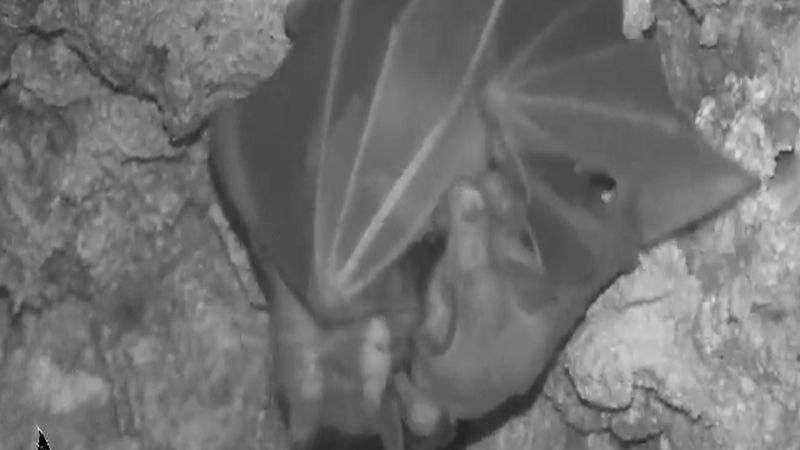 Fascinating Discovery: World's Largest Carnivorous Bat Revealed to Have Cuddling Tendencies