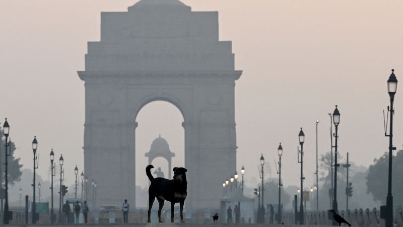 Landmark Legal Victory for Stray Dogs in India's Capital