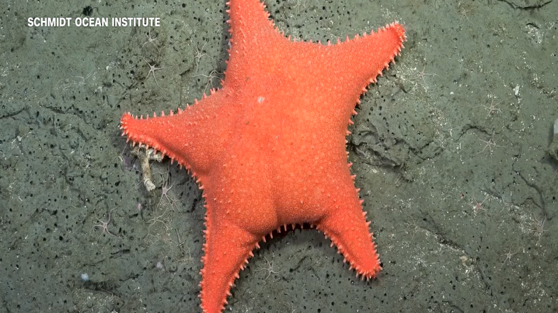 Rare Deep-Sea Creatures Gain Fame Through Livestream Broadcast