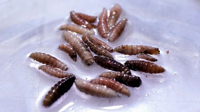 Rare New World Screwworm Infection Detected in Maryland