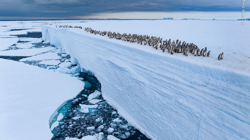 Stunning Images from Wildlife Photographer of the Year Competition