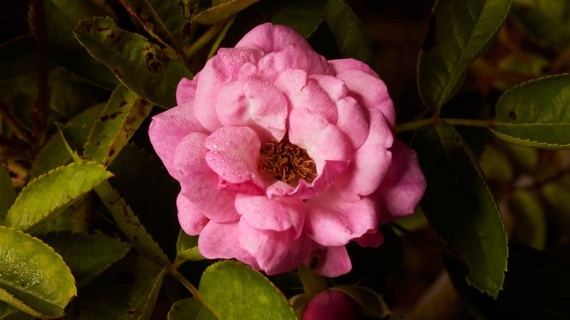 The Resilient Peggy Martin Rose: A Symbol of Hope and Endurance