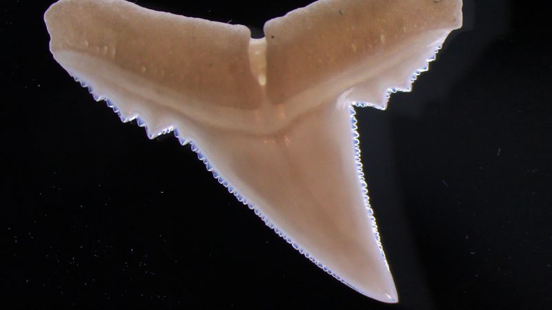Impacts of Ocean Acidification on Shark Teeth and Marine Ecosystems