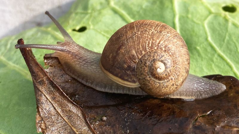 Endangered Snail Conservation Efforts in New Zealand