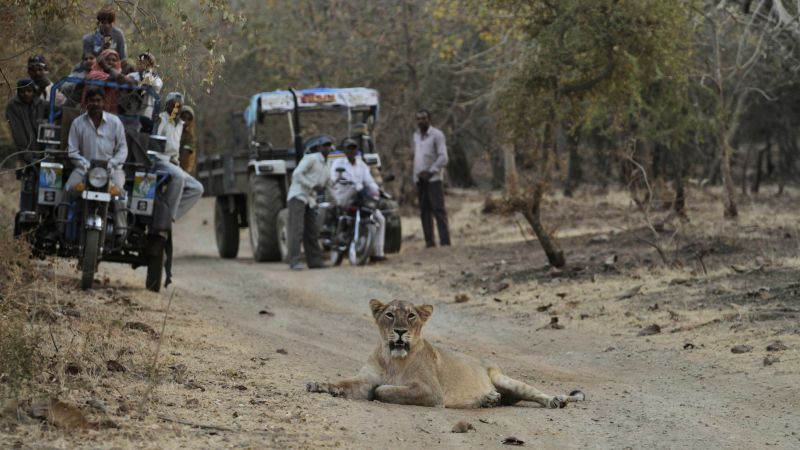 India's Lion Population Growth and Human-Wildlife Conflict