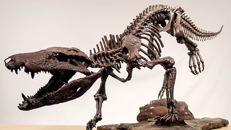 Rare Discovery of Extinct Hypercarnivore Skeleton in Patagonia