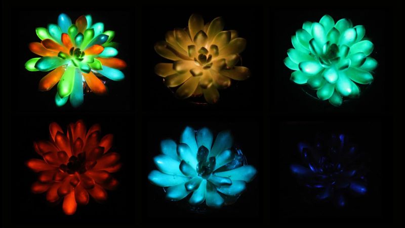 Revolutionary Multicolored Luminescent Plants: A Biotechnological Breakthrough