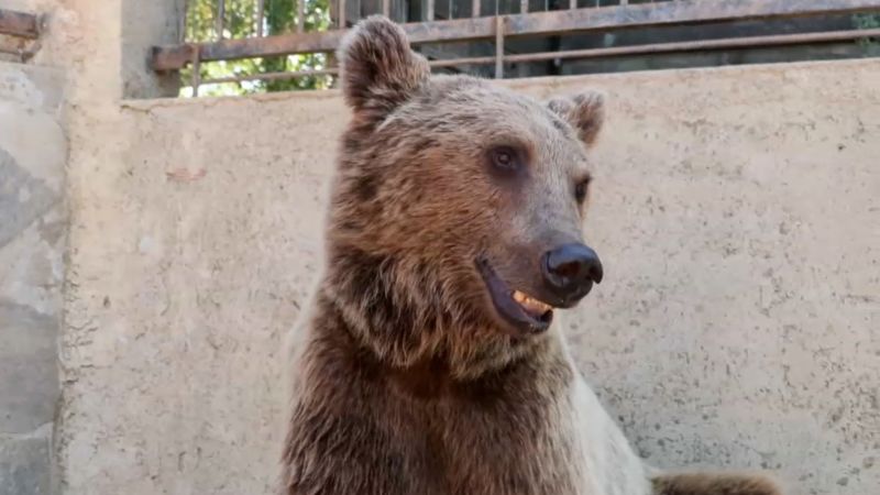 Unexpected Bear MRI Video Goes Viral in Turkey