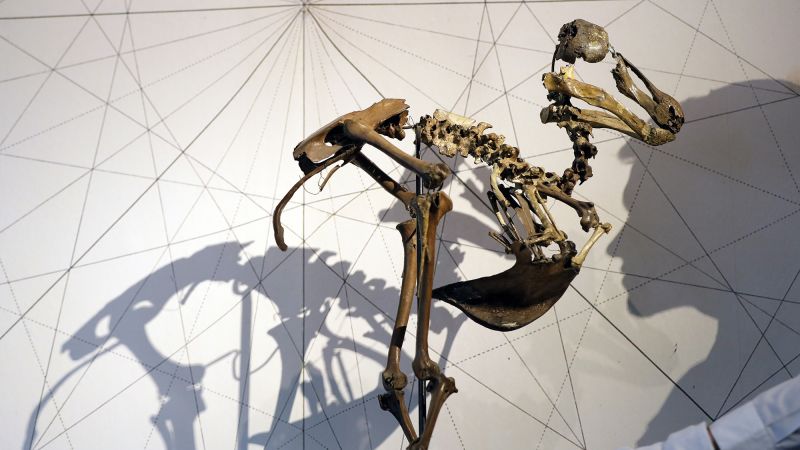 Debunking the Myth of Imminent Sixth Mass Extinction