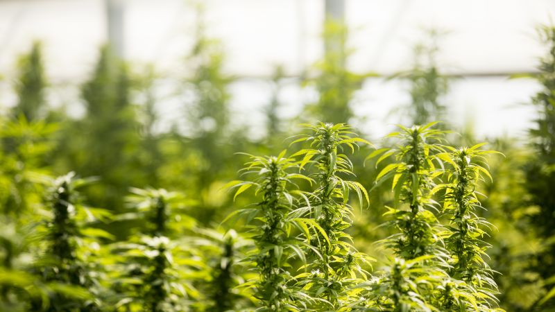 Legal Cannabis Farm in Netherlands Faces Closure Due to Odor Concerns