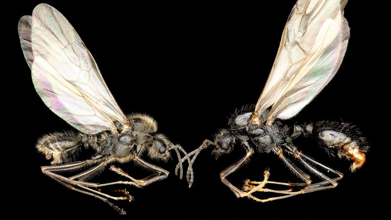 Unconventional Reproductive Behavior in Ant Queen