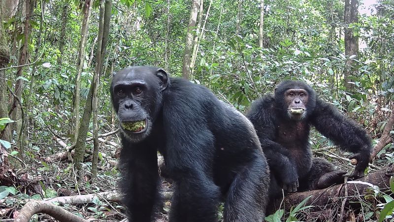 Chimpanzees' Daily Alcohol Consumption Revealed in New Study
